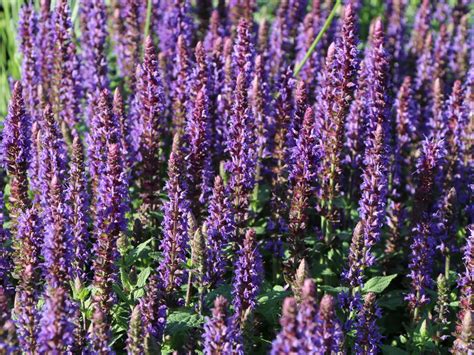 Salbeipflanze mit markanten Blättern und Blüten