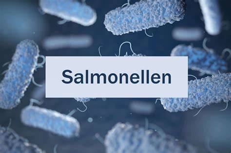 Salmonellen-Symptome und Risikogruppen