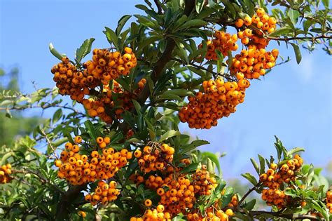 Sanddorn-Beeren am Strauch