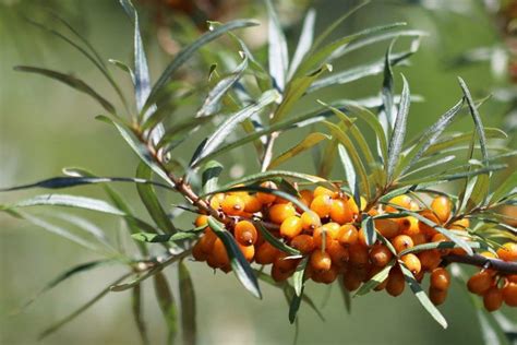 Sanddornbeeren am Strauch