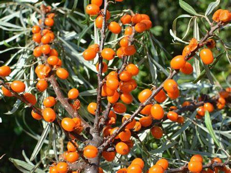 Sanddornbeeren auf Zweigen - leuchtend orange als Bild für Frische und Vitamine