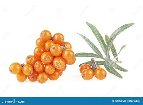 Sanddornbeeren auf einem Zweig