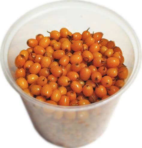 Sanddornbeeren im Seiher, frisch gepflückt