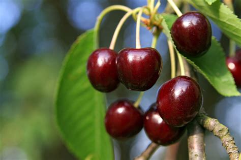 Sauerkirschsorten: Frucht und Baumformen