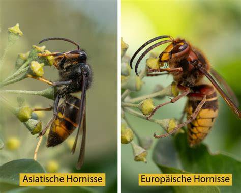 Schädlinge der Honigbiene: Varroamilbe und Asiatische Hornisse