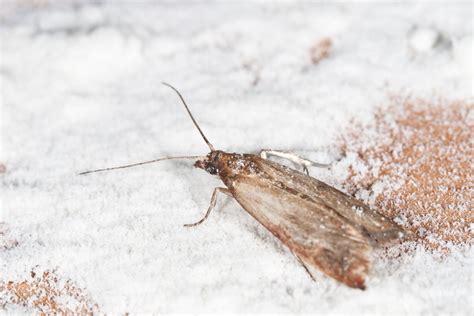 Schädlinge im Mehl: Motten, Milben und Käfer in der Übersicht