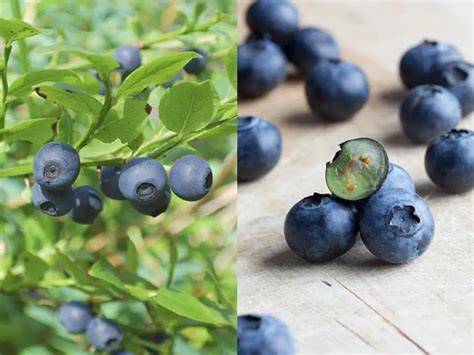 Schale mit Kulturheidelbeeren und Waldheidelbeeren als Vergleich