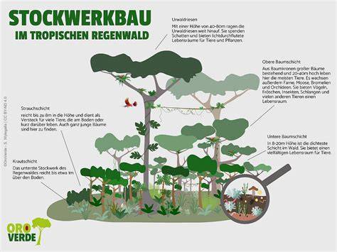 Schaubilder: Zyklus des Kakaobaums und Stockwerkbau im Regenwald