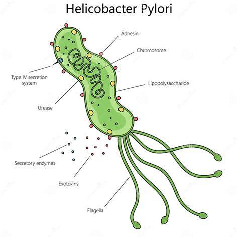 Schema: Anheftung von H. pylori an Zuckermoleküle der Magenschleimhaut