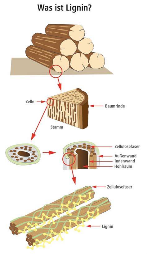 Schema: Aufbau von Holz - Cellulose und Lignin