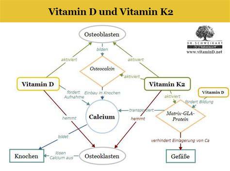 Schema: Calciumverwertung im Körper mit Vitamin D und K