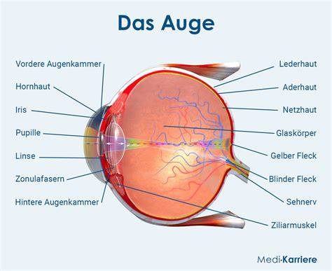 Schema: Dünne Haut und sichtbare Blutgefäße um das Auge