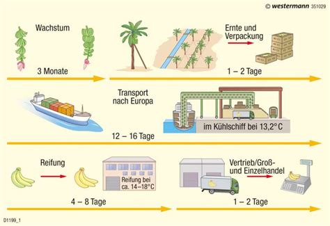 Schema: Der Weg einer Orange von der Plantage bis auf den Teller