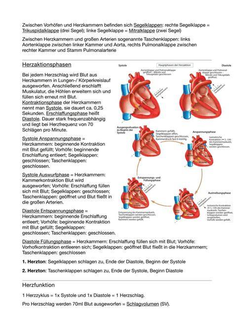 Schema: Einfluss von Flavonoiden auf das Herz-Kreislaufsystem
