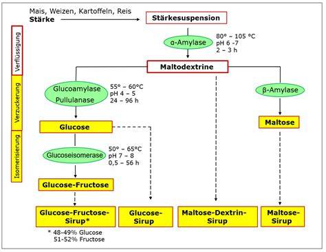 Schema: Enzymatische Aufspaltung von Stärke zu Maltose/Glucose