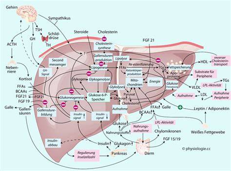 Schema: Fruktose-Stoffwechsel in der Leber, Bildung von Methylglyoxal, Effekte aufs Gehirn