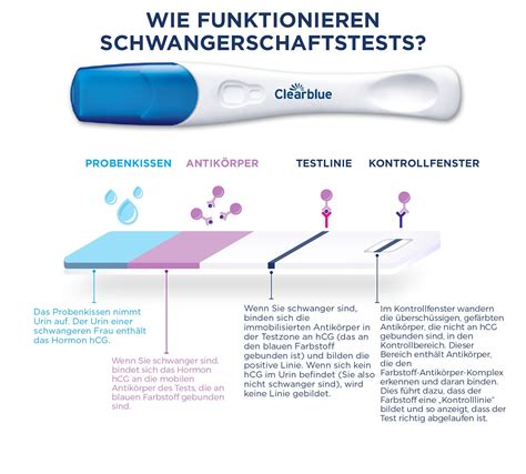 Schema: Funktionsweise des modernen Schwangerschaftstests