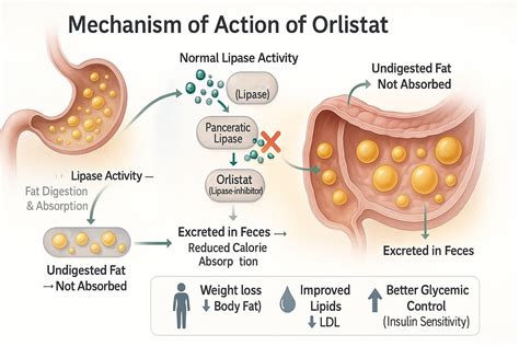 Schema: Hemmung der Lipase durch Orlistat