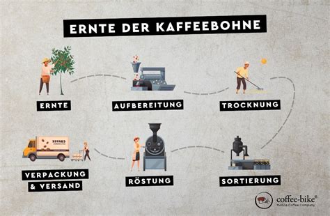 Schema: Herstellungsprozess von Instantkaffee (von Bohne bis Pulver)