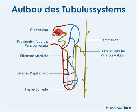 Schema: Lage und Funktion von SGLT-Transportern im proximalen Tubulus