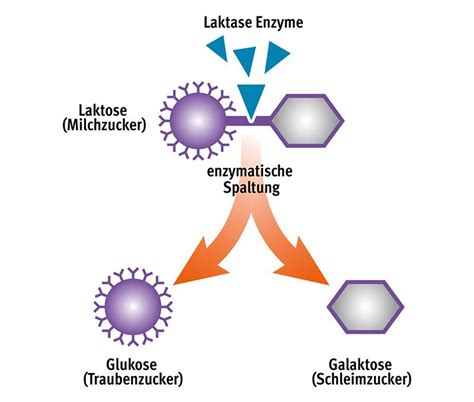 Schema: Laktase spaltet Laktose in Glukose und Galaktose