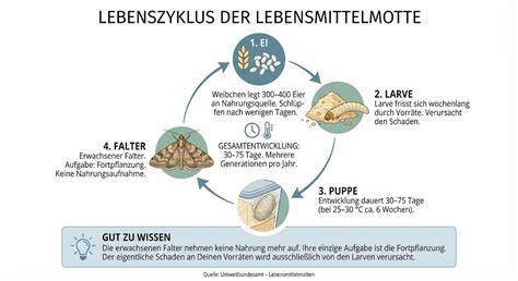 Schema: Lebenszyklus der Lebensmittelmotte und Bekämpfungsmethoden