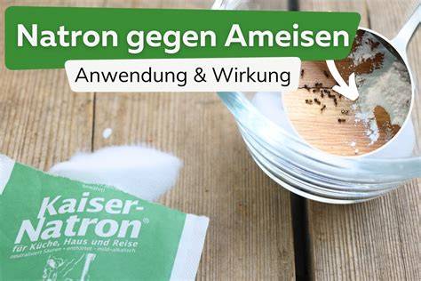 Schema: Natron-Zucker-Falle für Ameisen