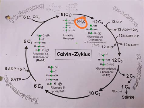 Schema: Photosynthese, Calvin-Zyklus und Aufbau von Stärke/Cellulose