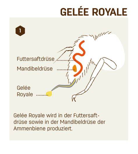 Schema: Produktion von Gelée Royale in den Kopfdrüsen, Fütterungswege zur Larve, Weiselzelle