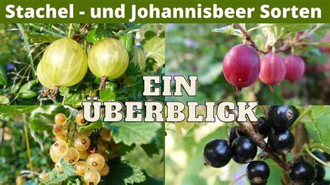 Schema: Regionale Varianten der Füllung (Johannisbeeren, Stachelbeeren, Mandarinen)