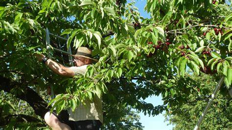 Schema: Schritte von der Kirschernte bis zum Abfüllen der Marmelade