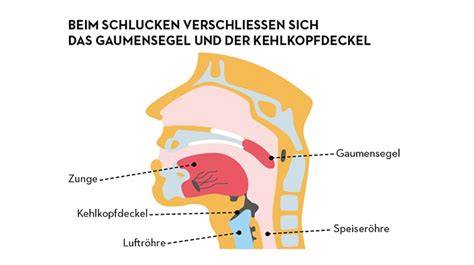 Schema: Speichelproduktion im Mund