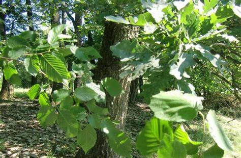Schema: Symbiose Trüffelbaum - Wurzelnetzwerk - Nährstoffaufnahme