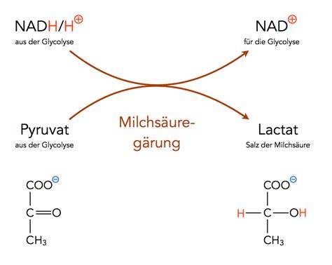 Schema: Teigreifung mit Milchsäuregärung und Aufarbeitung in der Knetmaschine