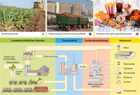 Schema: Vom Feld zur Raffinade - Zuckerprozesskette bis zur Süßwarenproduktion