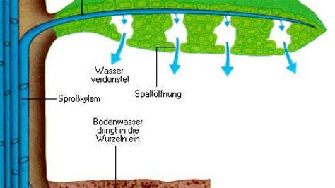 Schema: Wasserverdunstung und Verdeckeln der Wabe