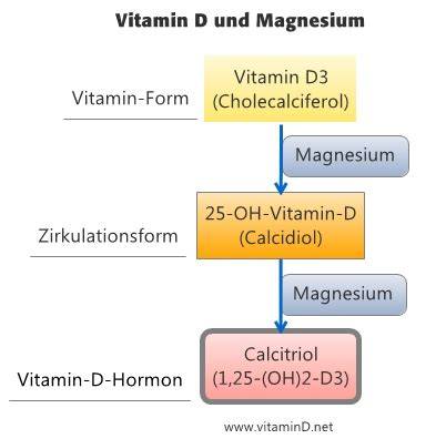 Schema: Wechselwirkung Magnesium und Vitamin D