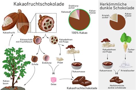 Schema: Weg der Kakaobohne von Plantage bis Fabrik