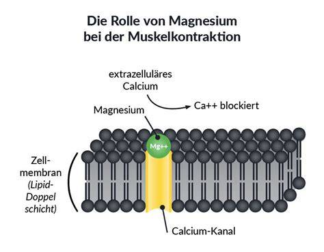 Schema: Wirkmechanismus von Magnesium und Bezug zur Muskel- und Nervenfunktion