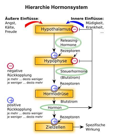 Schema: Wirkung von Lignanen auf das Hormonsystem