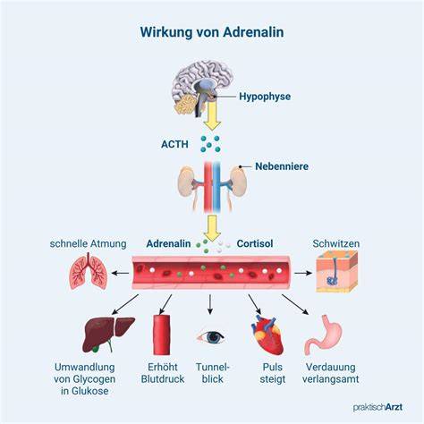 Schema: Wirkung von Promelaxin auf die Rektalschleimhaut