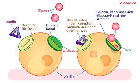 Schema: Zucker bindet an Proteine & fördert AGEs in Kollagenstrukturen der Haut