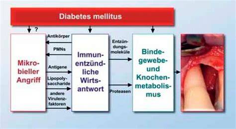 Schema: mögliche Wechselwirkungen zwischen Sildenafil und Nitraten/Blutdruckmedikamenten