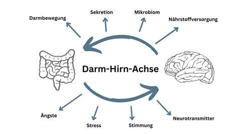 Schema Darm-Hirn-Achse und Zusammenhang zu Psyche und Immunsystem