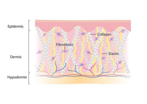 Schema Glykation: Zucker bindet Kollagen und Elastin