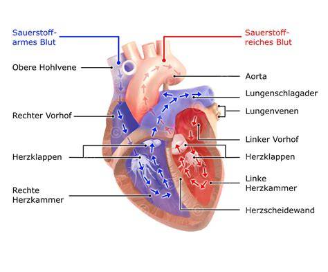 Schema Herz-Kreislauf-Effekte nach Energy-Drink-Konsum