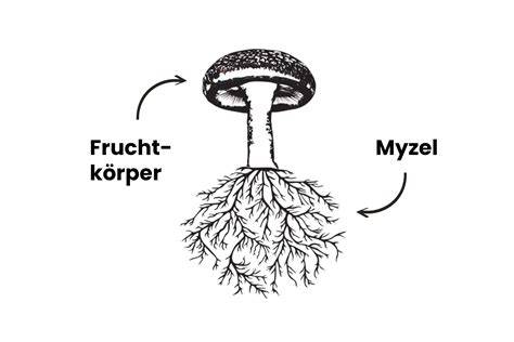 Schema Myzel, Fruchtkörper und Sclerotium (Trüffel)