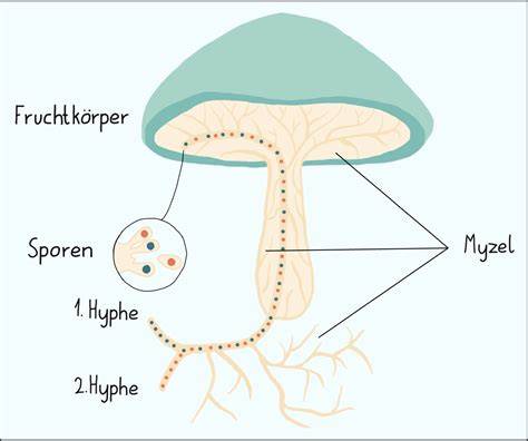 Schema Myzel, Fruchtkörper und Sklerotien