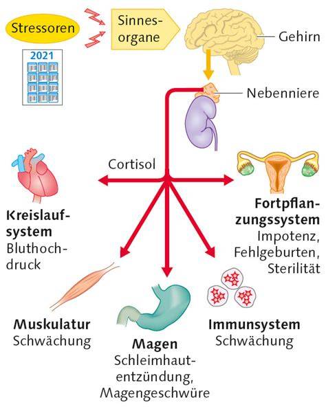 Schema Stresshormone und Insulinwirkung