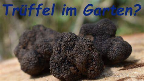 Schema Trüffelanbau im Garten